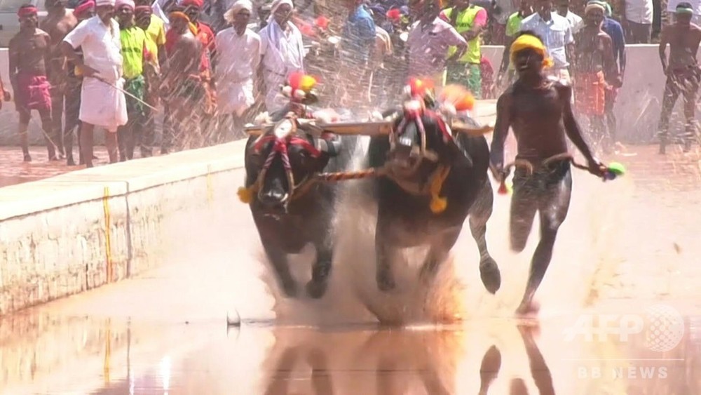動画 ボルトより速い 男敗れる 水牛レースで記録更新 インド 写真1枚 国際ニュース Afpbb News