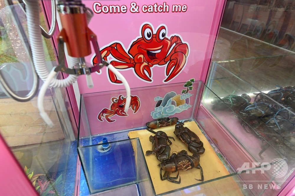 カニつりクレーンゲームに 虐待 と批判殺到 稼働中止に 写真7枚 国際ニュース Afpbb News