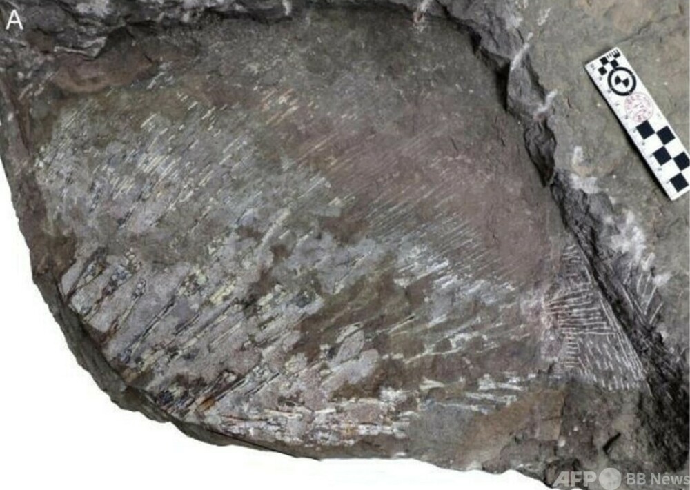 中国山西省で三畳紀最大のハイギョ化石を発見 全長約1.62メートル