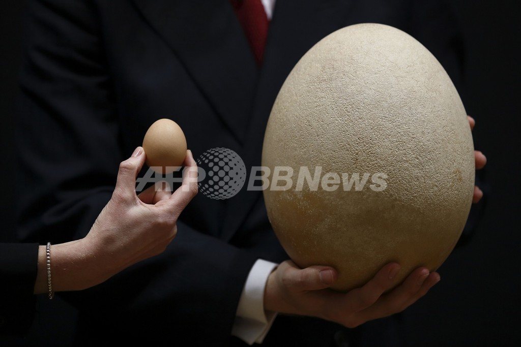 鶏卵の100倍！「世界最大の鳥の卵」が競売に 写真6枚 ファッション