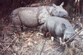 ジャワサイの親子。ジャワ島ウジュン・クロン国立公園提供（2012年提供）。(c)AFP/UJUNG KULON NATIONAL PARK