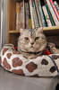 岩手県宮古市のグリーン動物病院で保護されている猫（2011年3月24日撮影）。(c)AFP/ROSLAN RAHMAN