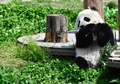 愛らしい姿をみせるパンダの子ども（2019年4月23日撮影）。(c)CNS/安源