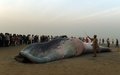 インド・ムンバイのジュフビーチで、打ち上げられたクジラの死骸の周りに集まった人々（2016年1月29日撮影）。(c)AFP/PUNIT PARANJPE