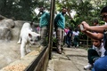 コロンビア北西部メデジンの保護公園で保護されているアルビノ（先天性色素欠乏症）のネコ科動物（2022年7月8日撮影）。(c)JOAQUIN SARMIENTO / AFP