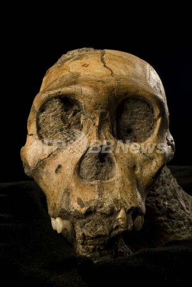 南アフリカで新種の猿人化石を発見、親族の少年と女性か 写真8枚 国際