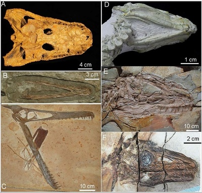 T・レックスは舌を突き出せなかった？ 研究