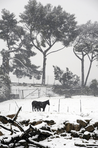 パートナーの浮気相手の性器切り落とした男、8日に公判 フランス
