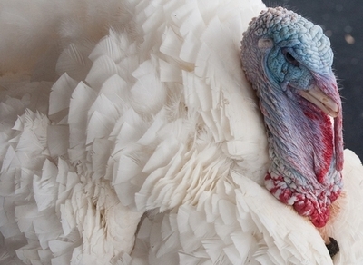 感謝祭、ベジタリアンに「感謝している」七面鳥