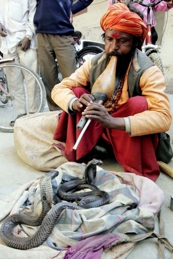 怒った男がヘビ放ち税務署が大パニック、インド