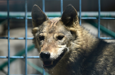 内戦の傷から再建、アフガン唯一の動物園