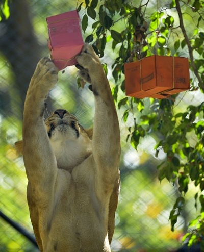 ジャンプして贈り物ゲット！南米コロンビアの動物園