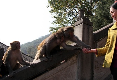 猿にかみ殺された？ウェイボーでうわさ広がる