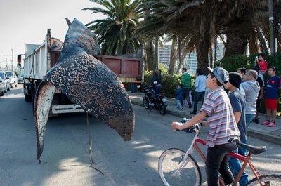 迷い込んだクジラ死ぬ 引き揚げられトラックで搬送 ウルグアイ