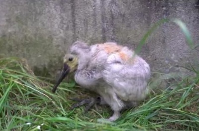 陝西省漢中市トキ保護区で人工繁殖のトキ赤ちゃんが生後1カ月に