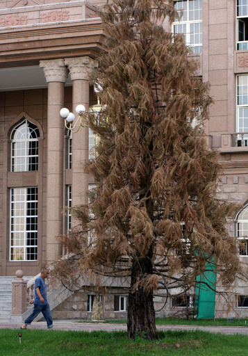 「永遠の独立」記念したセコイア、熱波で枯死 タジキスタン