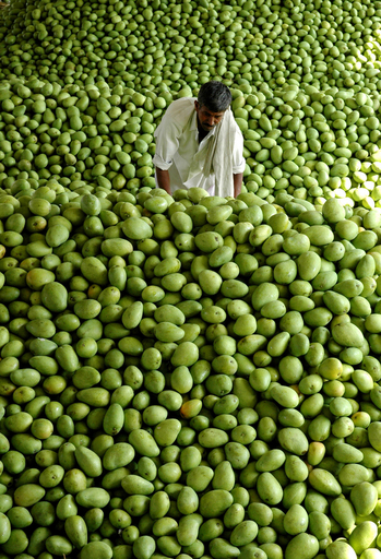 18年ぶりにインド産の果物が米市場で流通 - インド