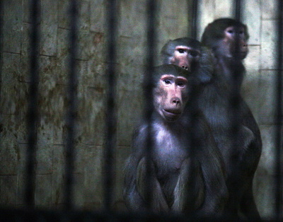 複数の動物急死で動物園閉鎖、原因は不明 ブルガリア