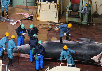 日豪外相会談、捕鯨問題で立場の違いを確認　船団は操業再開