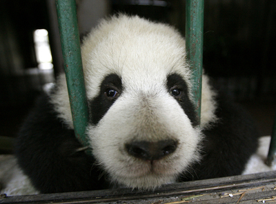 野生繁殖への第一歩、妊娠中のパンダを「半野生」環境へ