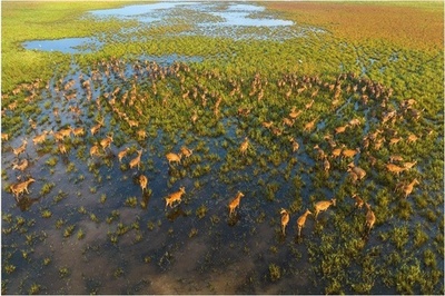 菌草は塩害地域の管理に役立つ 中国