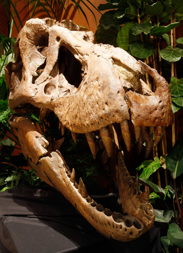 6600年前のＴレックスの骨格標本、競売で買い手つかず 米国