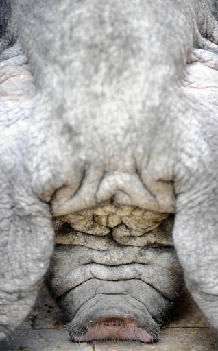 しわくちゃの顔が愛くるしい「梅山豚」、独動物園