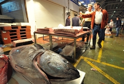 東南アジアの海でマグロ乱獲の危機、WWF