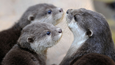 カワウソの学校？先生の教えに耳を傾ける赤ちゃん