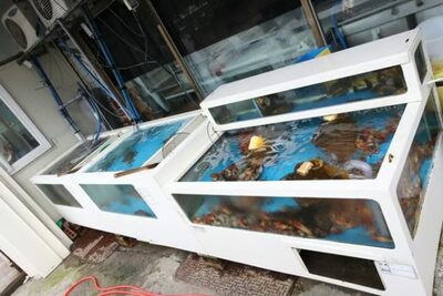 「知能型選別監視システム」が捕まえた未明の魚泥棒5人…韓国・男子高校生だった