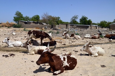 牛がボコ・ハラムの資金源に、市場を一時閉鎖 ナイジェリア