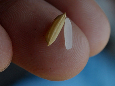 フィリピンは米不足、IFADは各国の暴動に懸念