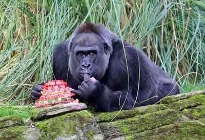 40歳の誕生日を迎えたゴリラ、ケーキでお祝い ロンドン動物園