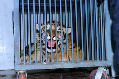 シベリアトラを違法飼育、中国の地方議員3人に罰金