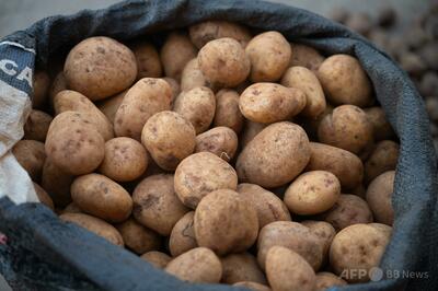 ジャガイモ、約900万年前に野生トマトとチリ原産植物の交雑で誕生 研究