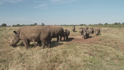 動画:世界最大のサイ牧場、NGOが購入 南ア