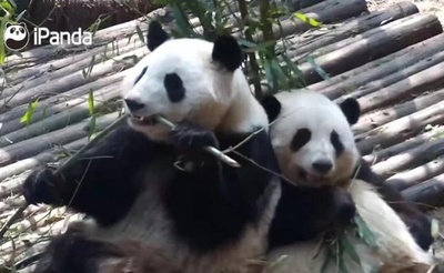 シャンシャンに匹敵するスターパンダの弟が実は妹！ パンダの性別はなぜ分かりにくいのか