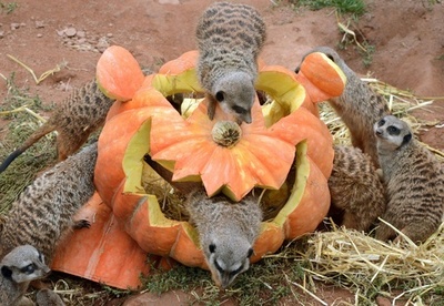 もうすぐハロウィーン、ミーアキャットも大喜び 独動物園