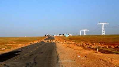 チベットカモシカ子連れの大移動　世界遺産の青海省ココシリ