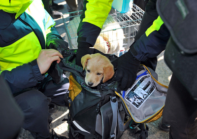 延坪島に残されたペットたち、動物愛護団体が救出訴える 韓国