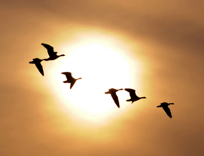 冬に備えて南方へ、韓国で渡り鳥の群れを観察