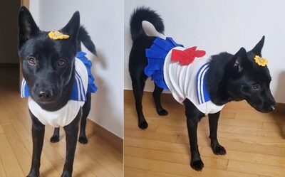 韓国の黒い大型犬、なぜ「黄色い花の髪飾り」と「セーラームーン」の衣装？