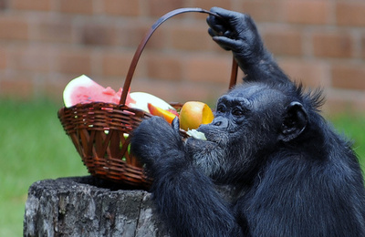 クリスマスプレゼントに大はしゃぎ、リオの動物園
