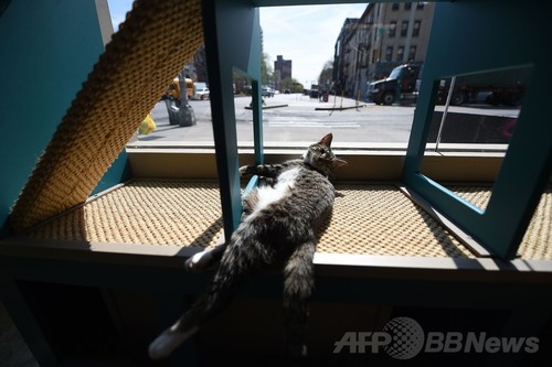 全米初の猫カフェに1日500人殺到 Nyで4日間だけ開店 写真18枚 ファッション ニュースならmode Press Powered By Afpbb News