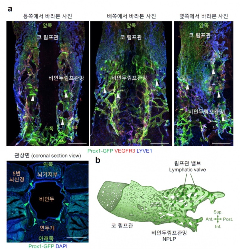 鼻咽頭リンパ管網の3次元的構造=IBS(c)KOREA WAVE