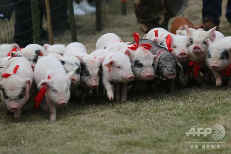 ブタに68mのバンジージャンプさせる、虐待?と物議に 中国・重慶