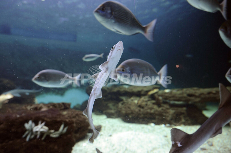 ホシザメの赤ちゃん25匹誕生、仏水族館