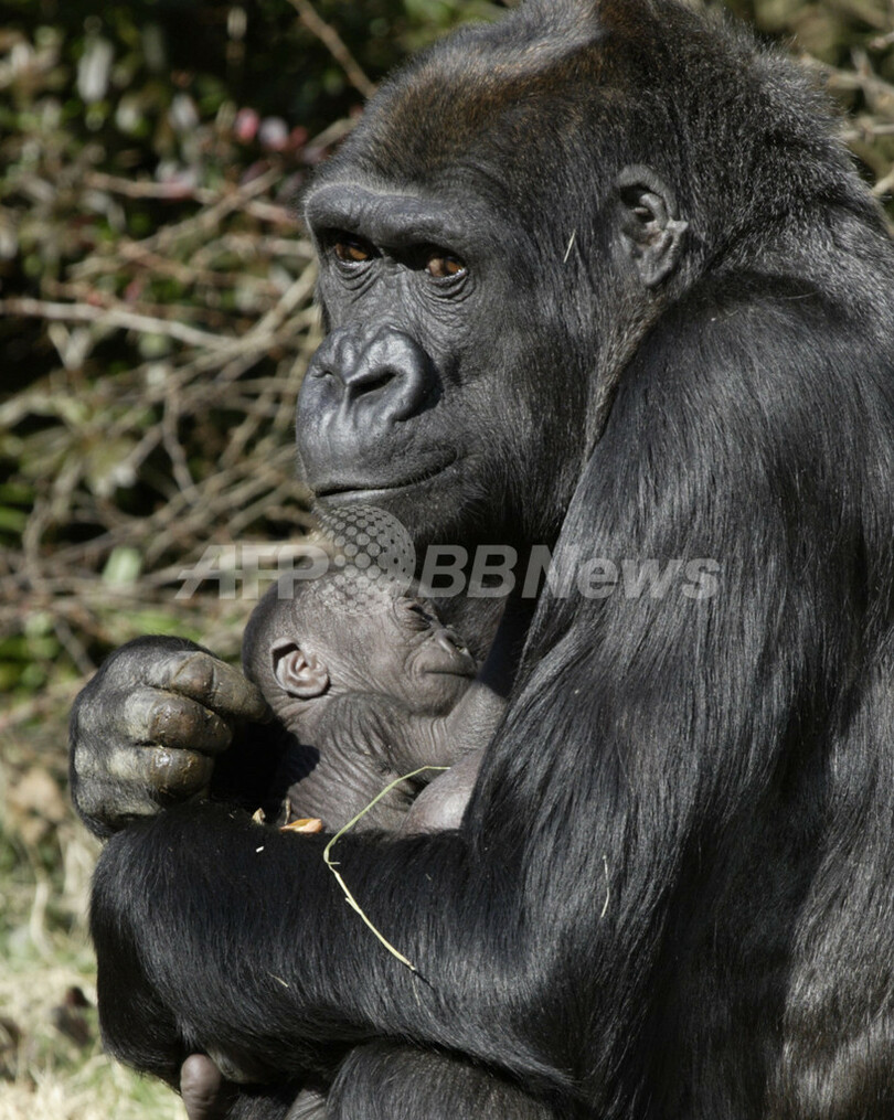 生後3週間のわが子を抱くゴリラの母 米ワシントン 写真1枚 国際ニュース Afpbb News
