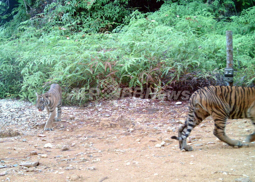 スマトラトラに里親制度、絶滅救う試み インドネシア