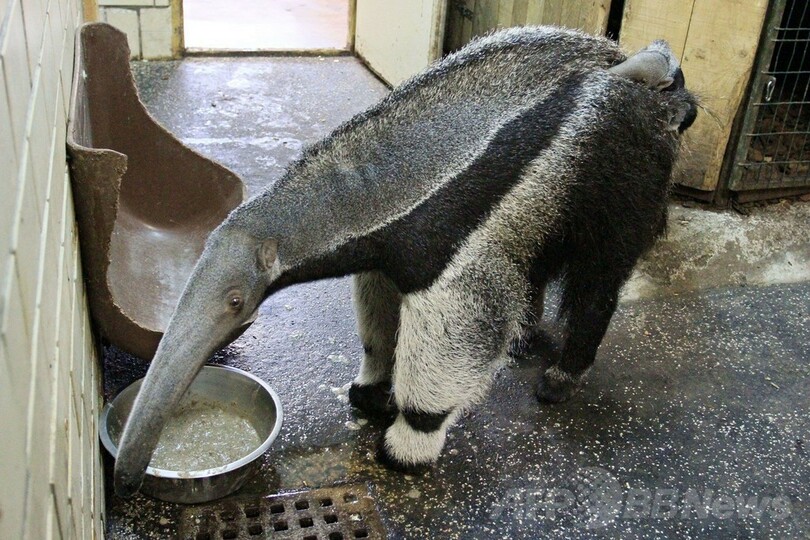 ママの背中でうとうと、アリクイの赤ちゃん チェコ